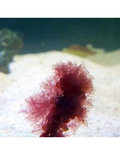 Cotton Candy Algae 2