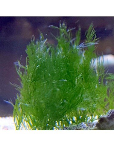 Bryopsis Nuisance Marine Algae