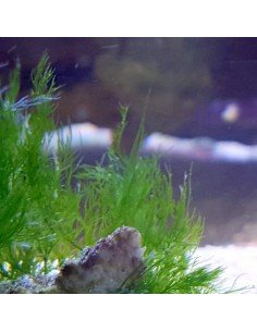 Bryopsis Nuisance Marine Algae 2