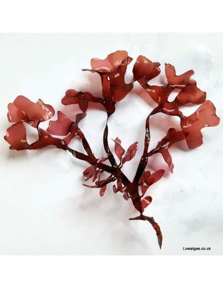 Gracilaria Hayi Red Marine Macroalgae - Live Algae UK