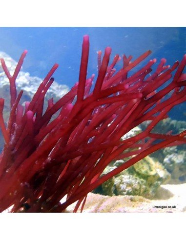 Solieria spp. Red Bamboo Macro Algae