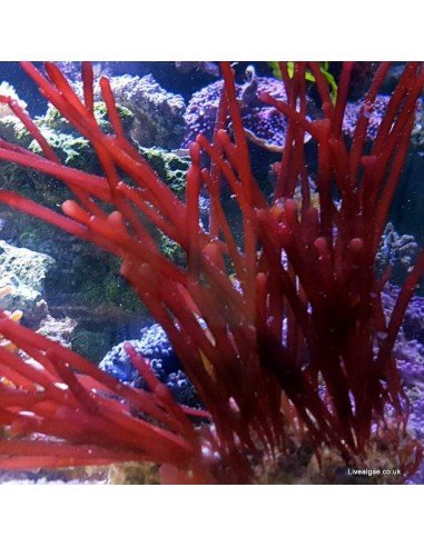Solieria spp. Red Bamboo Macro Algae Solieria spp. Red Bamboo Macro Algae