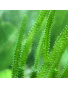 Caulerpa Cupressoides Green Marine Macro Algae