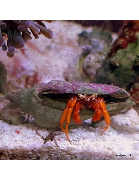Dwarf Red Tip Hermit Crab