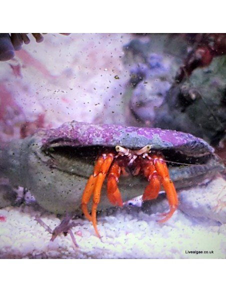 Dwarf Red Tip Hermit Crab