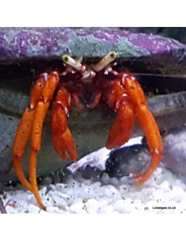 Dwarf Red Tip Hermit Crab