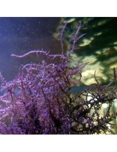 Acanthophora Spicifera Red Marine Macroalgae