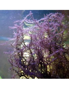 Acanthophora Spicifera Red Marine Macroalgae 2
