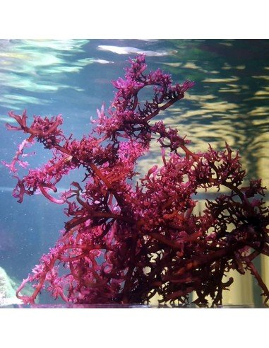 Gracilaria Vermiculophylla Red Marine Macroalgae