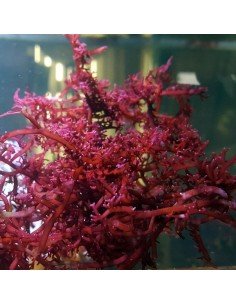 Gracilaria Vermiculophylla Red Marine Macroalgae 2