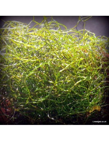 Chaetomorpha linum Chaeto Marine Macroalgae Chaetomorpha linum Chaeto Marine Macroalgae