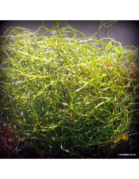 Chaetomorpha linum Chaeto Marine Macroalgae Chaetomorpha linum Chaeto Marine Macroalgae