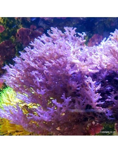 Ochtodes Sp. Red Marine Macroalgae