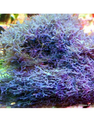 Ochtodes Sp. Red Marine Macroalgae