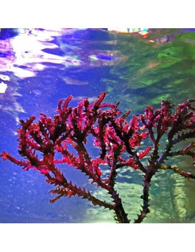 Bryothamnion Triquetrum Red Marine Macroalgae