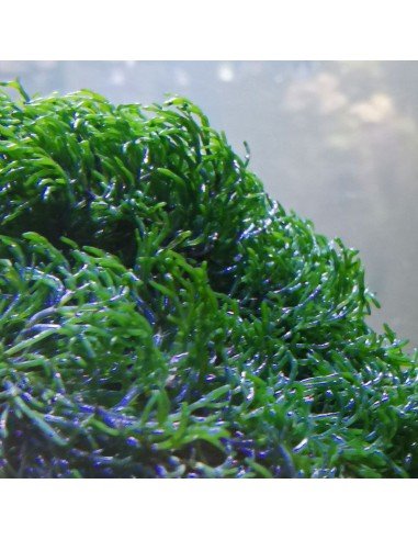 Cladophora Prolifera - Green Bush Marine Macroalgae