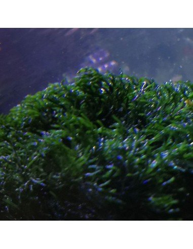 Cladophora Prolifera - Green Bush Marine Macroalgae
