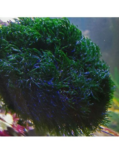 Cladophora Prolifera - Green Bush Marine Macroalgae