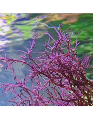 Gracilaria Tikvahiae - Mocha Ogo Red Marine Macroalgae