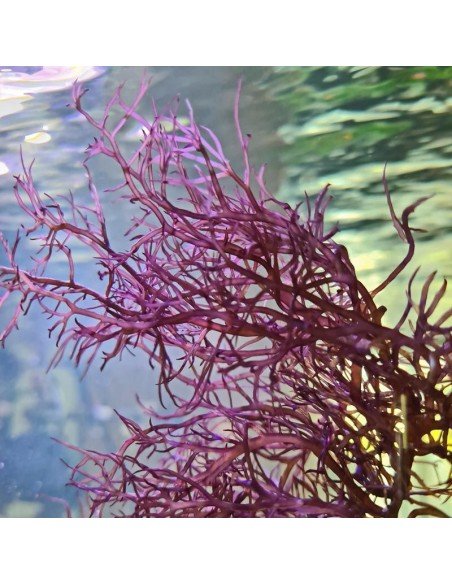 Gracilaria Tikvahiae - Mocha Ogo Red Marine Macroalgae