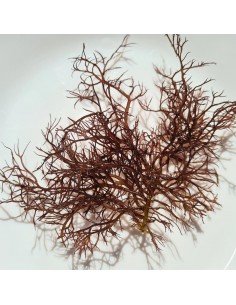 Gracilaria Tikvahiae - Mocha Ogo Red Marine Macroalgae 2