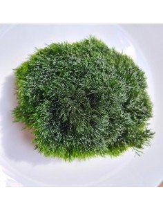 Cladophora Prolifera - Green Bush Marine Macroalgae 2