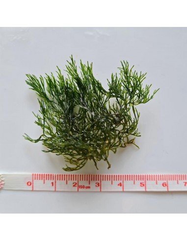Cladophora Prolifera - Green Bush Marine Macroalgae
