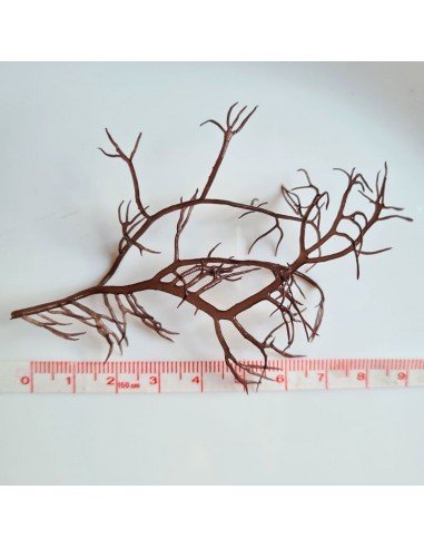 Gracilaria Tikvahiae - Mocha Ogo Red Marine Macroalgae