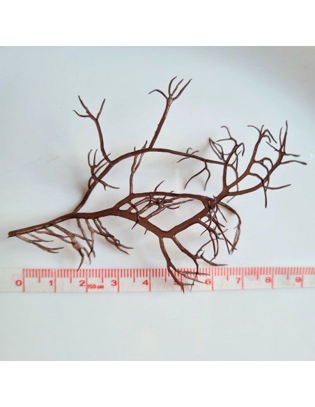 Gracilaria Tikvahiae - Mocha Ogo Red Marine Macroalgae