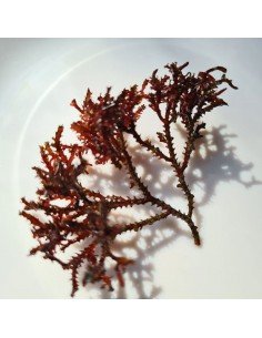 Bryothamnion Triquetrum Red Marine Macroalgae 2
