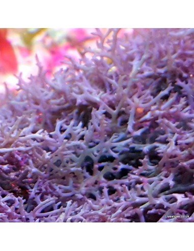 Ochtodes Sp. Red Marine Macroalgae