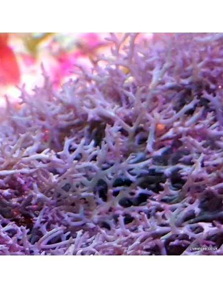 Ochtodes Sp. Red Marine Macroalgae