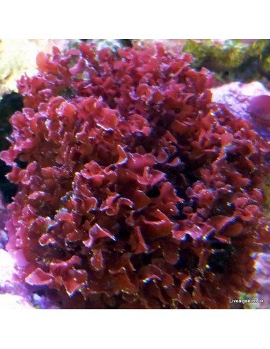 Gracilaria Curtissae Red Marine Macroalgae