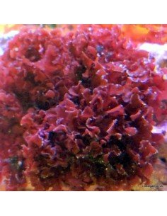 Gracilaria Curtissae Red Marine Macroalgae 2