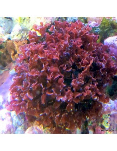 Gracilaria Curtissae Red Marine Macroalgae