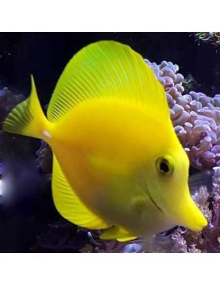 Yellow Tang Marine Algae Eating Fish