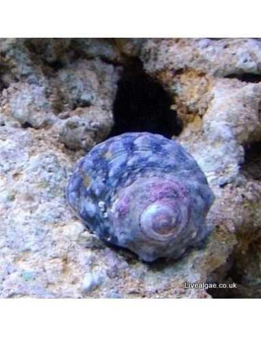 Mexican Turbo Snail