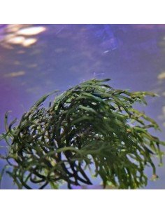 Gracilaria Tikvahiae - Green Ogo Red Marine Macroalgae
