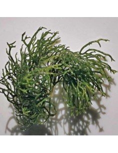 Gracilaria Tikvahiae - Green Ogo Red Marine Macroalgae 2