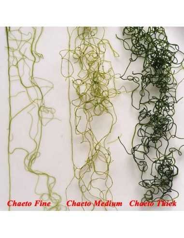 Chaetomorpha linum Chaeto Marine Macroalgae Chaetomorpha linum Chaeto Marine Macroalgae