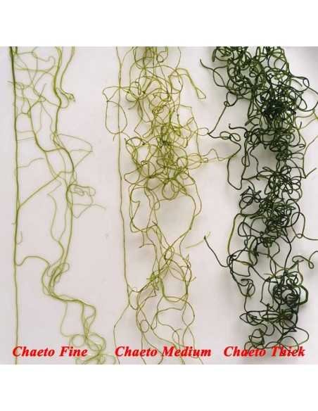 Chaetomorpha linum Chaeto Thick Marine Macroalgae Chaetomorpha linum Chaeto Thick Marine Macroalgae