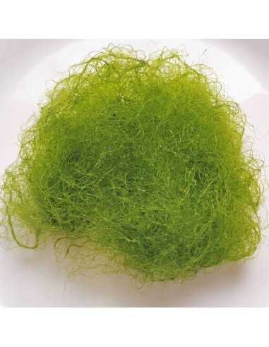Chaetomorpha Chaeto Fine Marine Macro algae