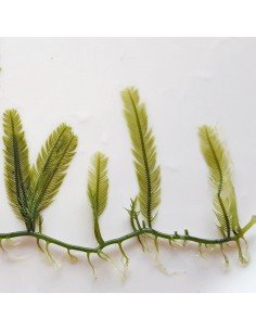 Caulerpa Sertularioides Marine Macroalgae 2