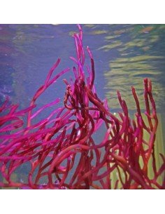 Gracilaria Parvispora