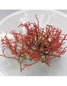 Gracilaria Parvispora 2