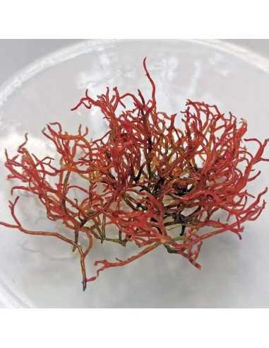 Gracilaria Parvispora - Birds Nest Red Ogo Macroalgae
