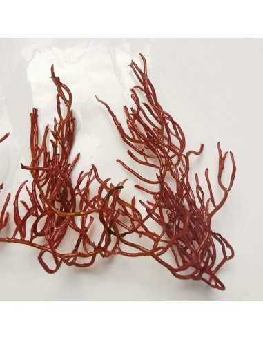 Gracilaria Parvispora - Birds Nest Red Ogo Macroalgae