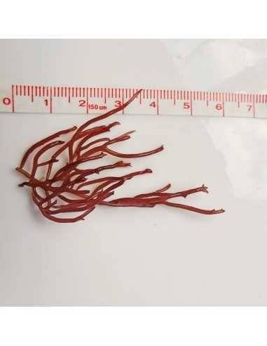 Gracilaria Parvispora - Birds Nest Red Ogo Macroalgae