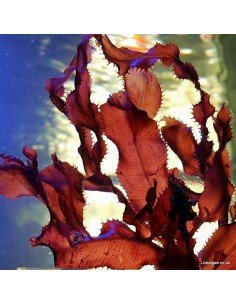 Cryptonemia Crenulata Red Marine Macroalgae 2