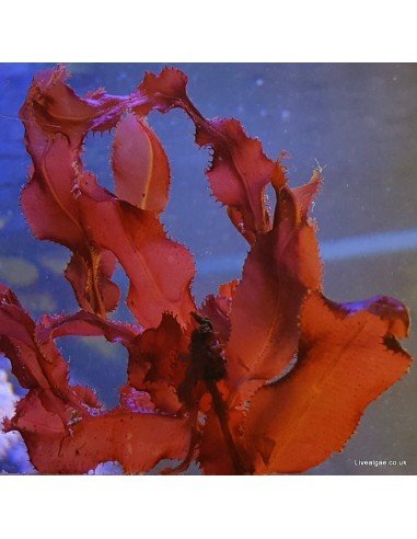 Cryptonemia Crenulata Red Marine Macroalgae